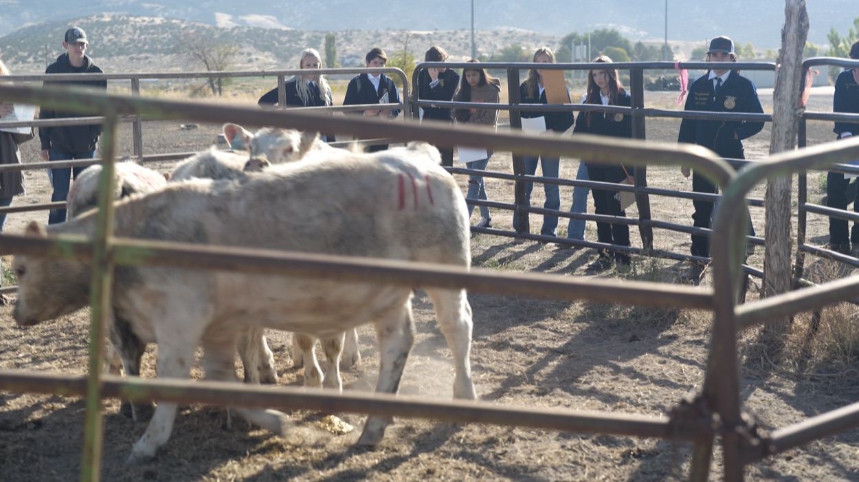 FFA Field Day Participants observing cattle